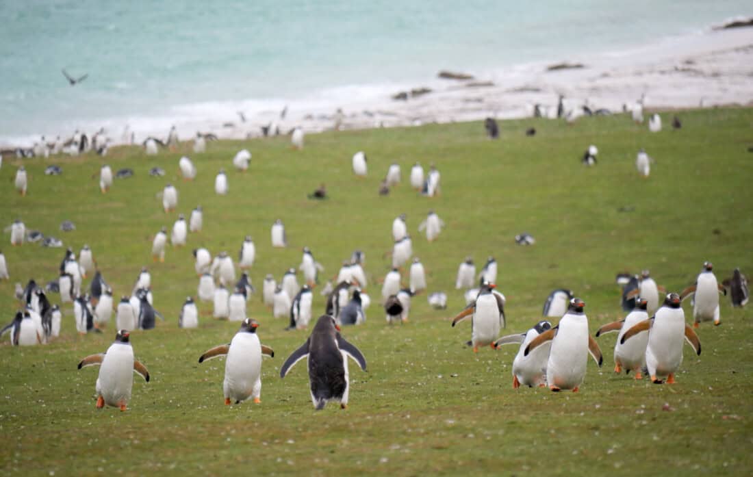 Bleaker Island Falklandinseln Eselspinguine