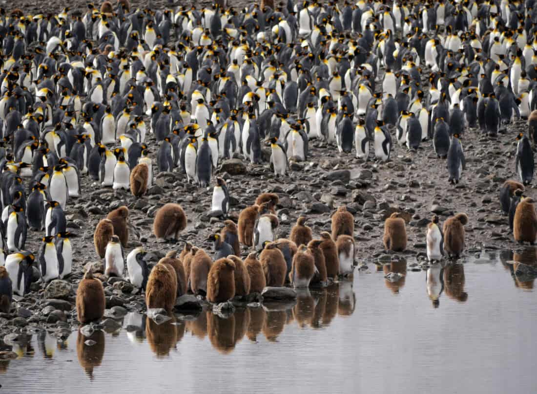 Fortuna Bay Pinguine Jugend