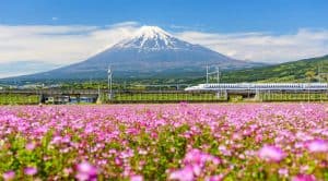 Shinkansen at mount Fuji and Shibazakura, Shizuoka