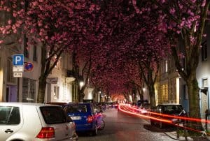 Kirschblüte Heerstraße Altstadt Bonn