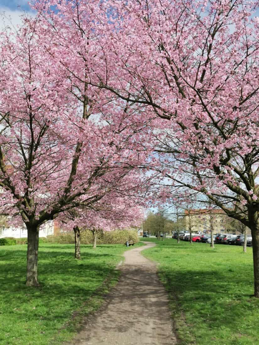 Kirschbluete Rostock