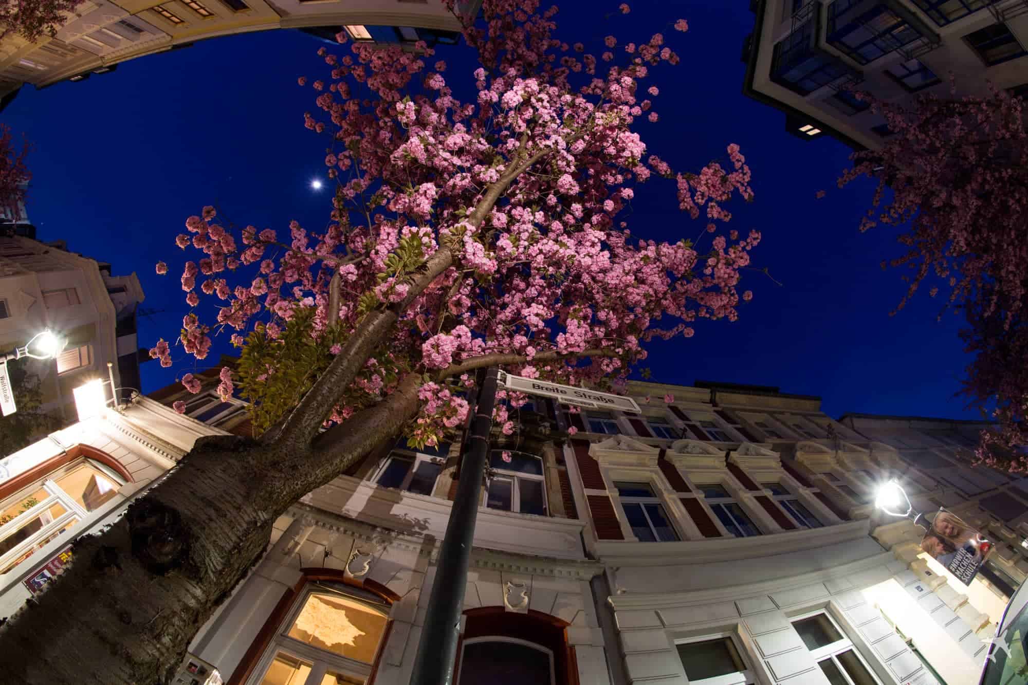 Kirschblüte Altstadt, Bonn
