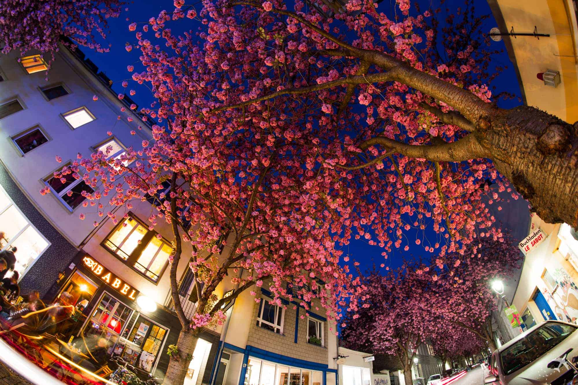 Kirschblüte Altstadt, Bonn