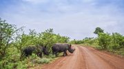 Kruger Nationalmark, Südafrika