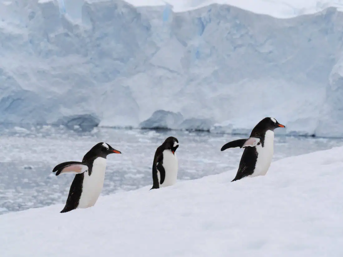 Neko Harbour Pinguine vor Gletscher