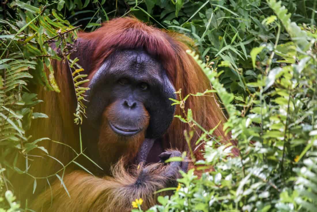 Orang Utan, Borneo