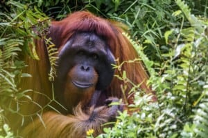 Orang Utan, Borneo