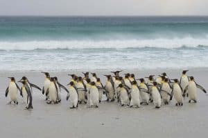 Königspinguine auf den Falklandinseln