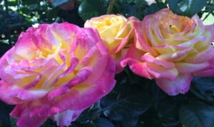 Portland Rose Garden Roses