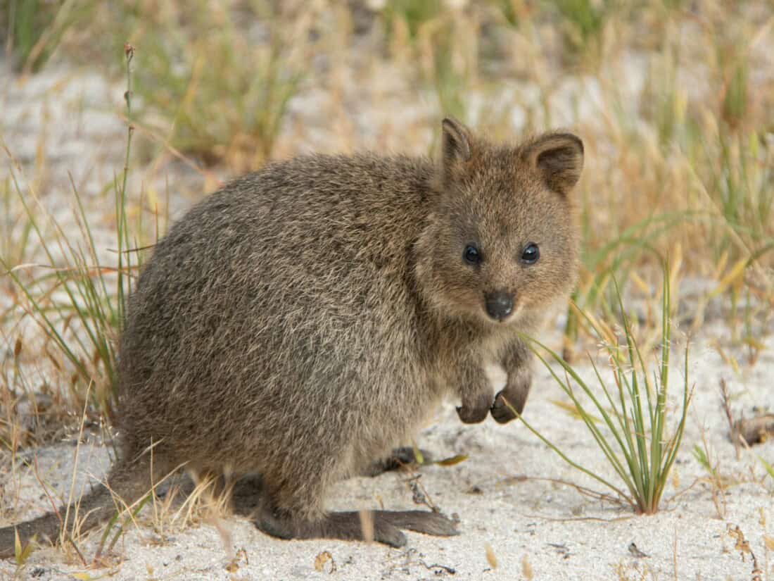 Quokka Rottnest Island bei Perth