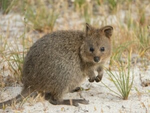 Quokka Rottnest Island bei Perth