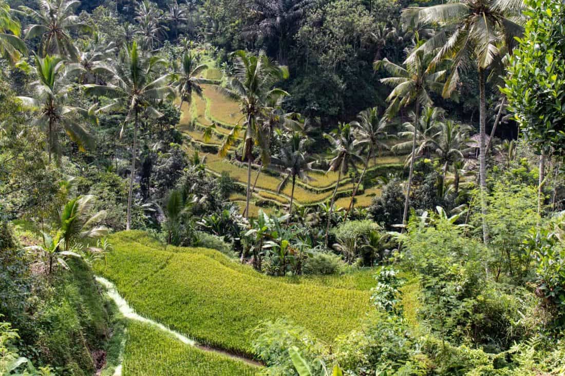 Reisterrassen Tegalalang Bali