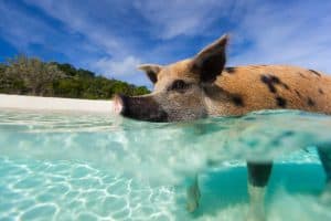 Schwimmendes Schwein - Exuma Island, Bahamas