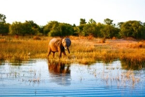 Simbabwe Elefant
