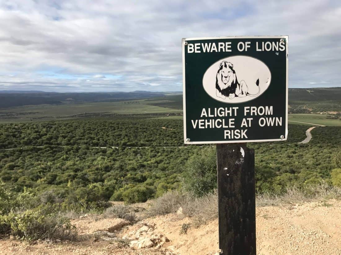 Südafrika Beware of Lions