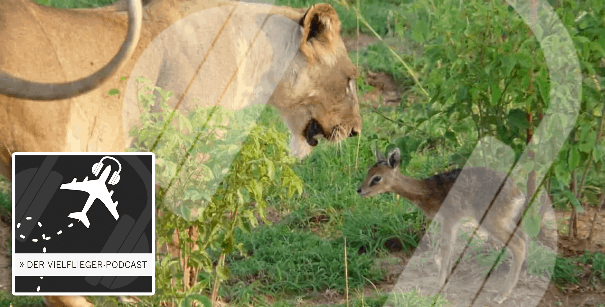 Der ultimative Roadtrip durch Südafrika – Travel-Dealz Podcast #38