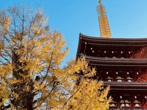 Tokio Herbst