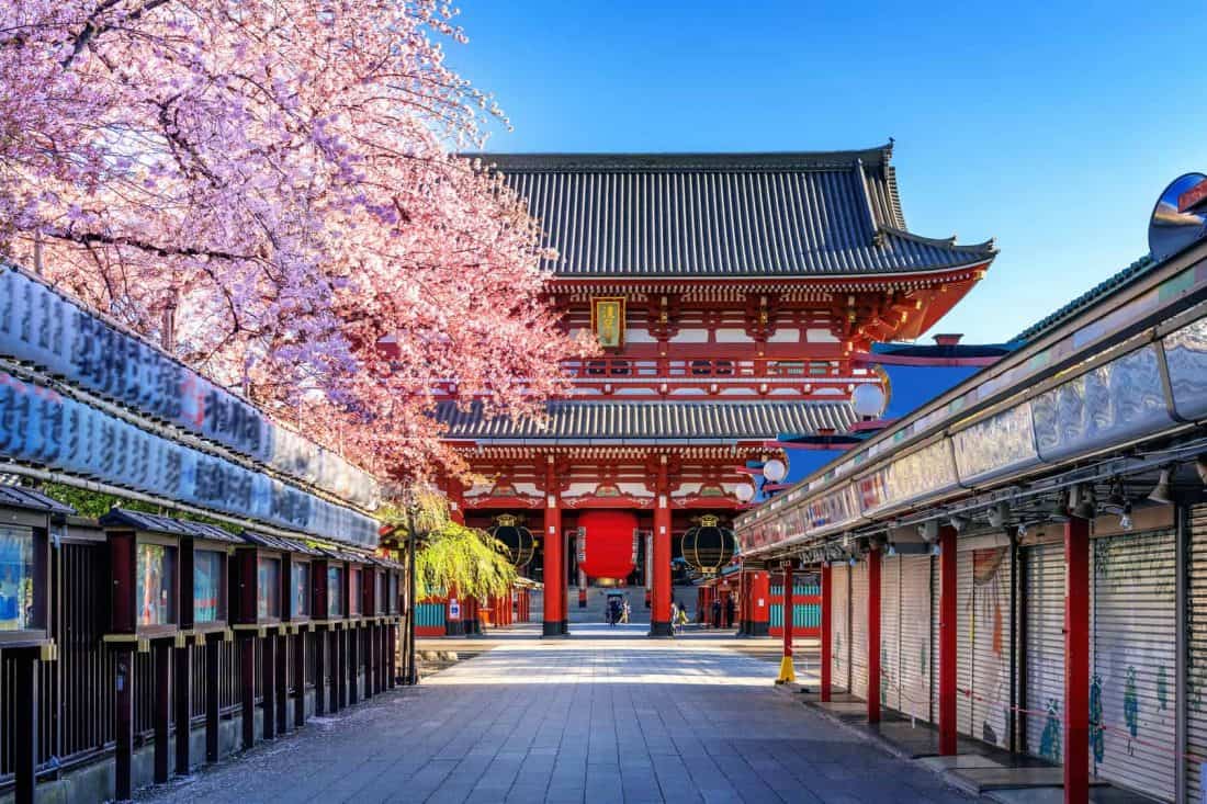 Tokio Japan Tempel mit Kirschblüten