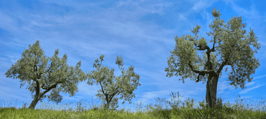 Toskana Olivenbaum