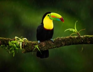 Tukan Regenwald Costa Rica