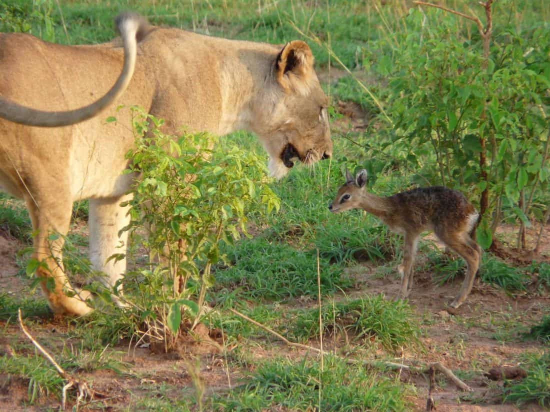 Uganda Tierwelt