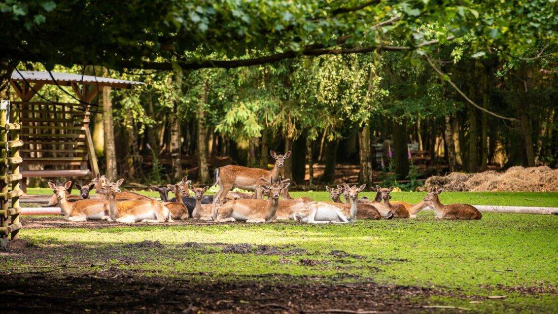 Vila Vita Burghotel - Wildpark