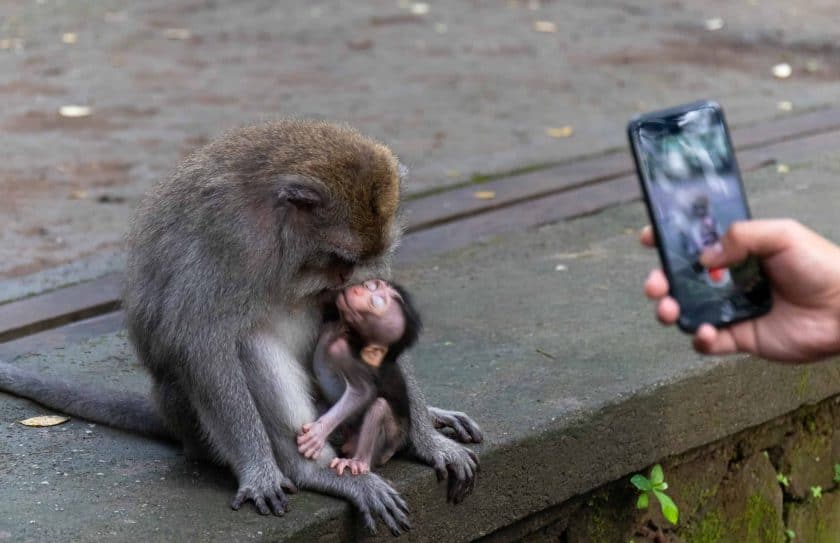 Affen Selfi Monkey Forest Ubud Bali